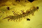 Detailed Fossil Centipede (Chilopoda) In Baltic Amber #135028-2